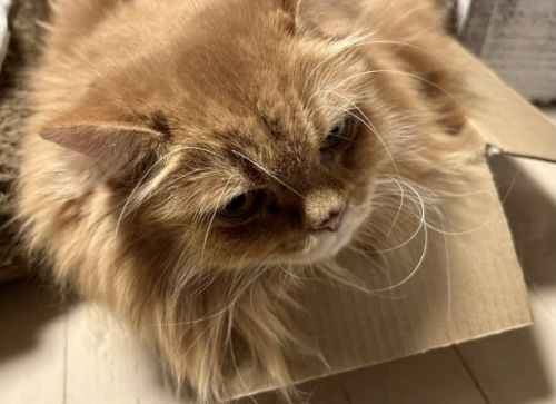 寝るマンチカンたち