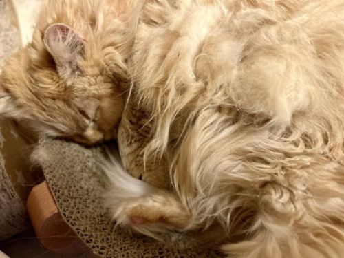 寝るマンチカンたち