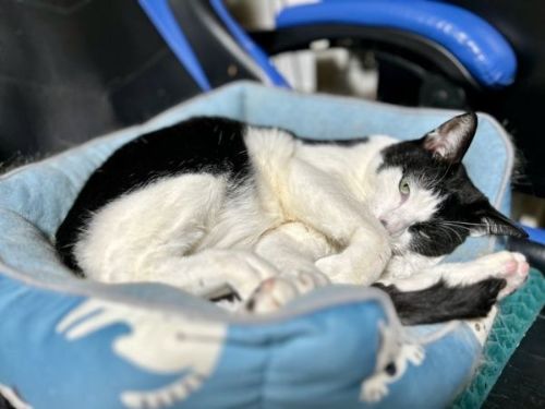 寝るマンチカンたち