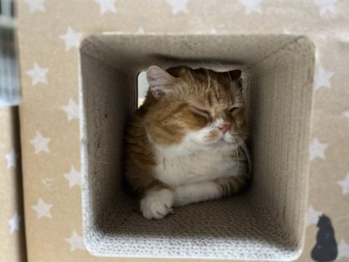 パパ猫の誕生日