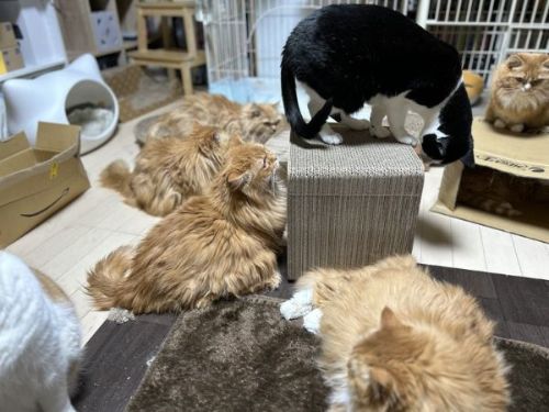 パパ猫の誕生日