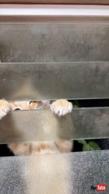 窓から入る猫