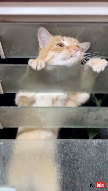 窓から入る猫