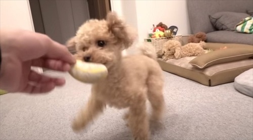 大切なおもちゃを丸洗いされびっくりするワンちゃん