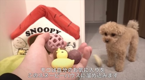 大切なおもちゃを丸洗いされびっくりするワンちゃん