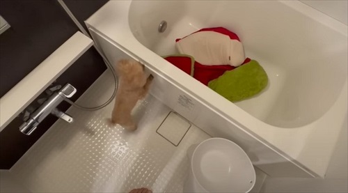 大切なおもちゃを丸洗いされびっくりするワンちゃん