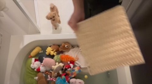大切なおもちゃを丸洗いされびっくりするワンちゃん