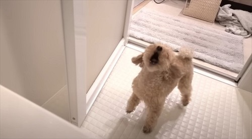 大切なおもちゃを丸洗いされびっくりするワンちゃん