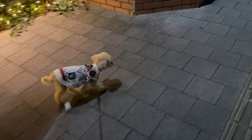 大切なおもちゃを丸洗いされびっくりするワンちゃん