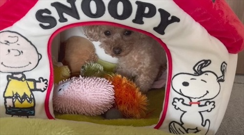 大切なおもちゃを丸洗いされびっくりするワンちゃん