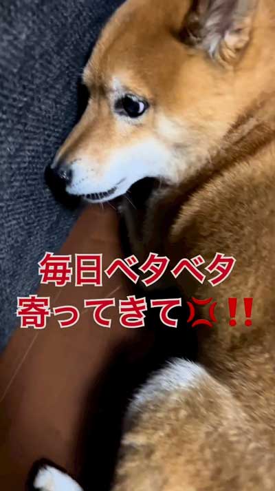 おこる柴犬