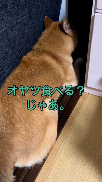 耳が動く柴犬
