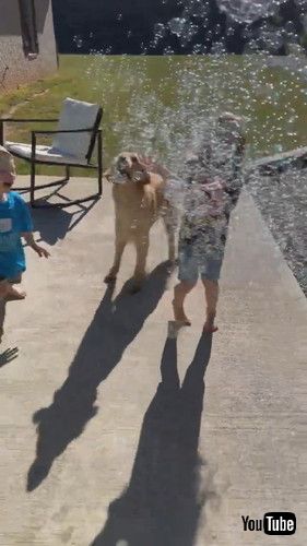 「No One Gets Between A Dog And Her Bubbles || ViralHog」