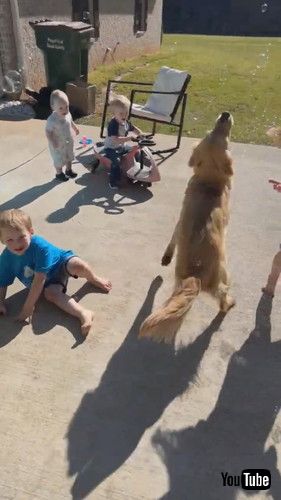 「No One Gets Between A Dog And Her Bubbles || ViralHog」