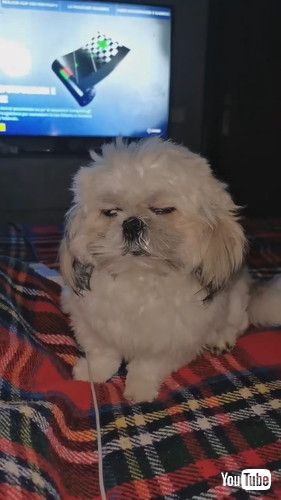 「Sleepy Standing Doggo || ViralHog」