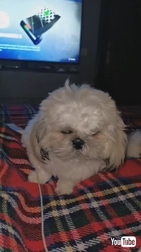 「Sleepy Standing Doggo || ViralHog」