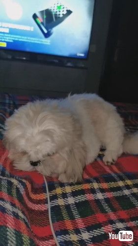 「Sleepy Standing Doggo || ViralHog」