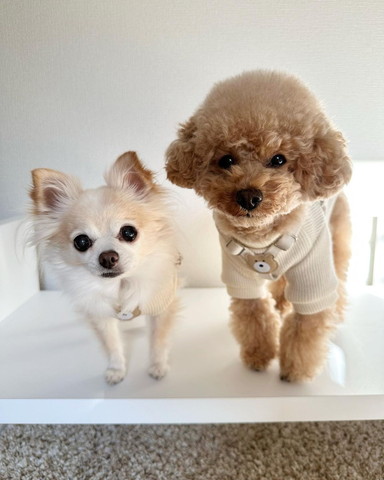 おそろいのお洋服とハーネス着てるワンコ2匹