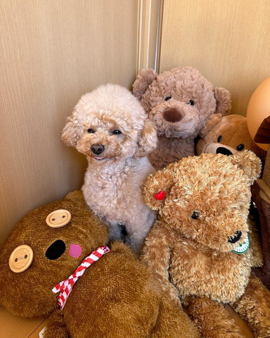 ぬいぐるみとトイプードル舌だしてる