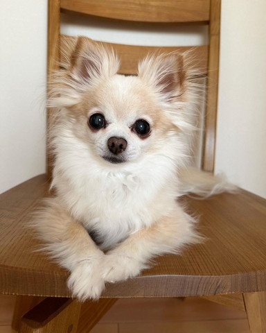 椅子で伏せするチワワ