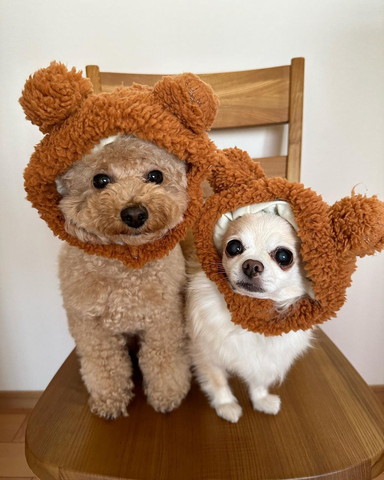 被り物かぶるワンコ2匹