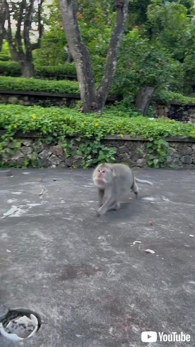 背後から近づくサル