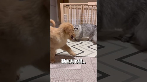 猫と犬