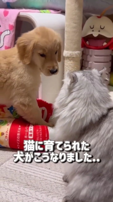 猫に育てられた