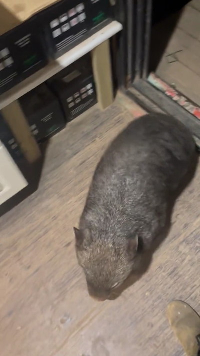 保護ウォンバット