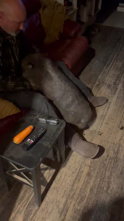 抱っこしてもらうウォンバット