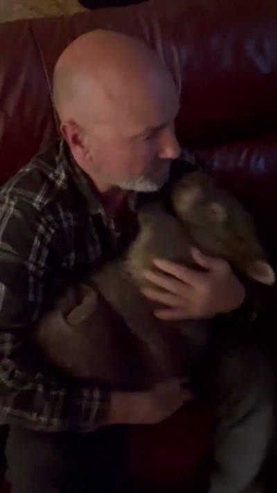 あお向けウォンバット