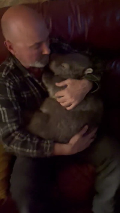 よしよしされるウォンバット