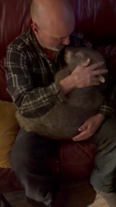 目をつぶるウォンバット