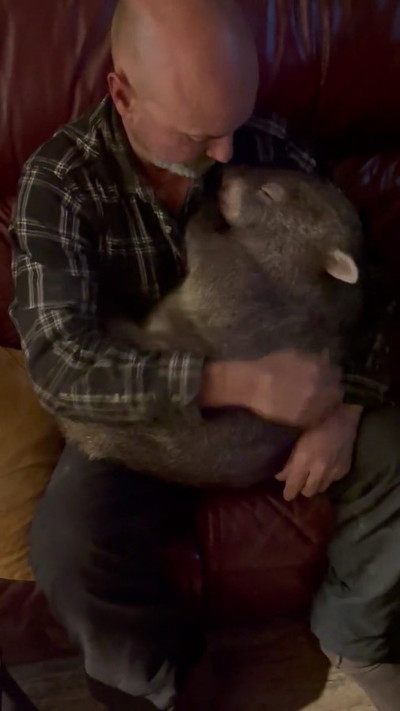 待ってるウォンバット