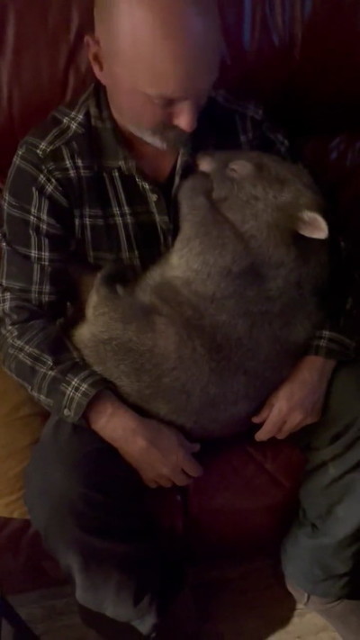 寝たウォンバット