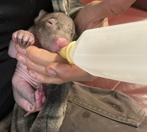 保護されたウォンバット