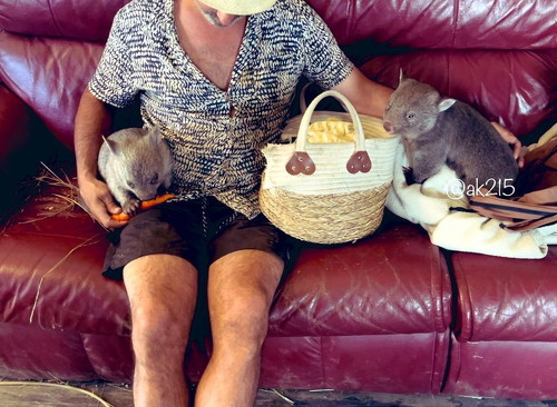 ウォンバット2匹