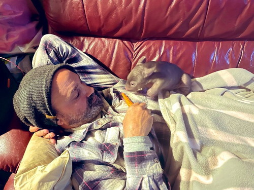 赤ちゃんウォンバット