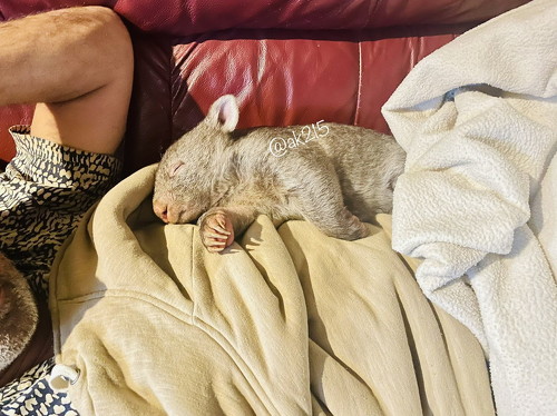 寝てるウォンバット