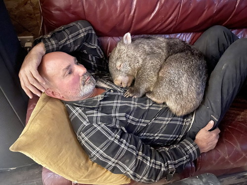 待ってるウォンバット