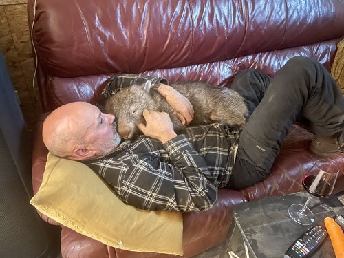 待ってるウォンバット