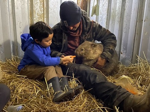 人参食べるウォンバット