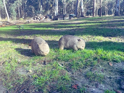 人参食べるウォンバット