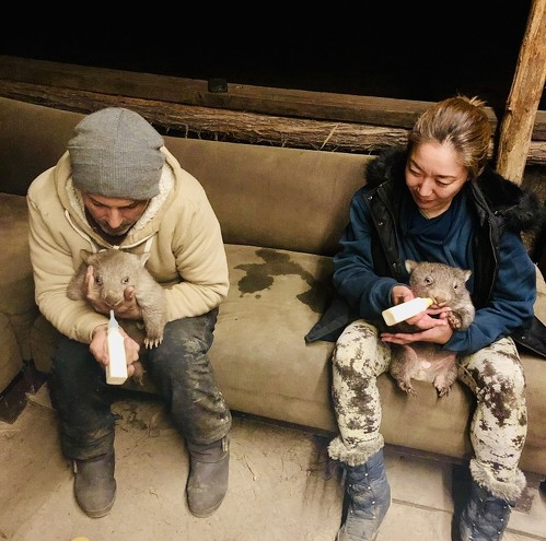 人参食べるウォンバット