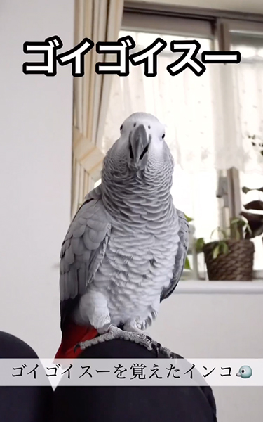 ゴイゴイスーにハマったヨウム