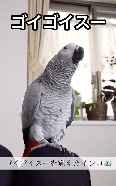 ゴイゴイスーにハマったヨウム