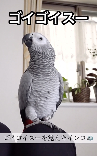 ゴイゴイスーにハマったヨウム