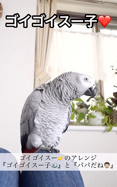 ゴイゴイスーのアレンジ