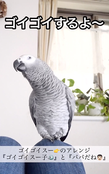 ゴイゴイスーのアレンジ