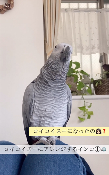 ゴイゴイスーのアレンジ